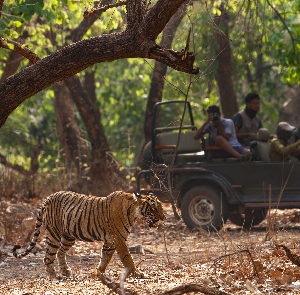 ranthambore-jungle-safari